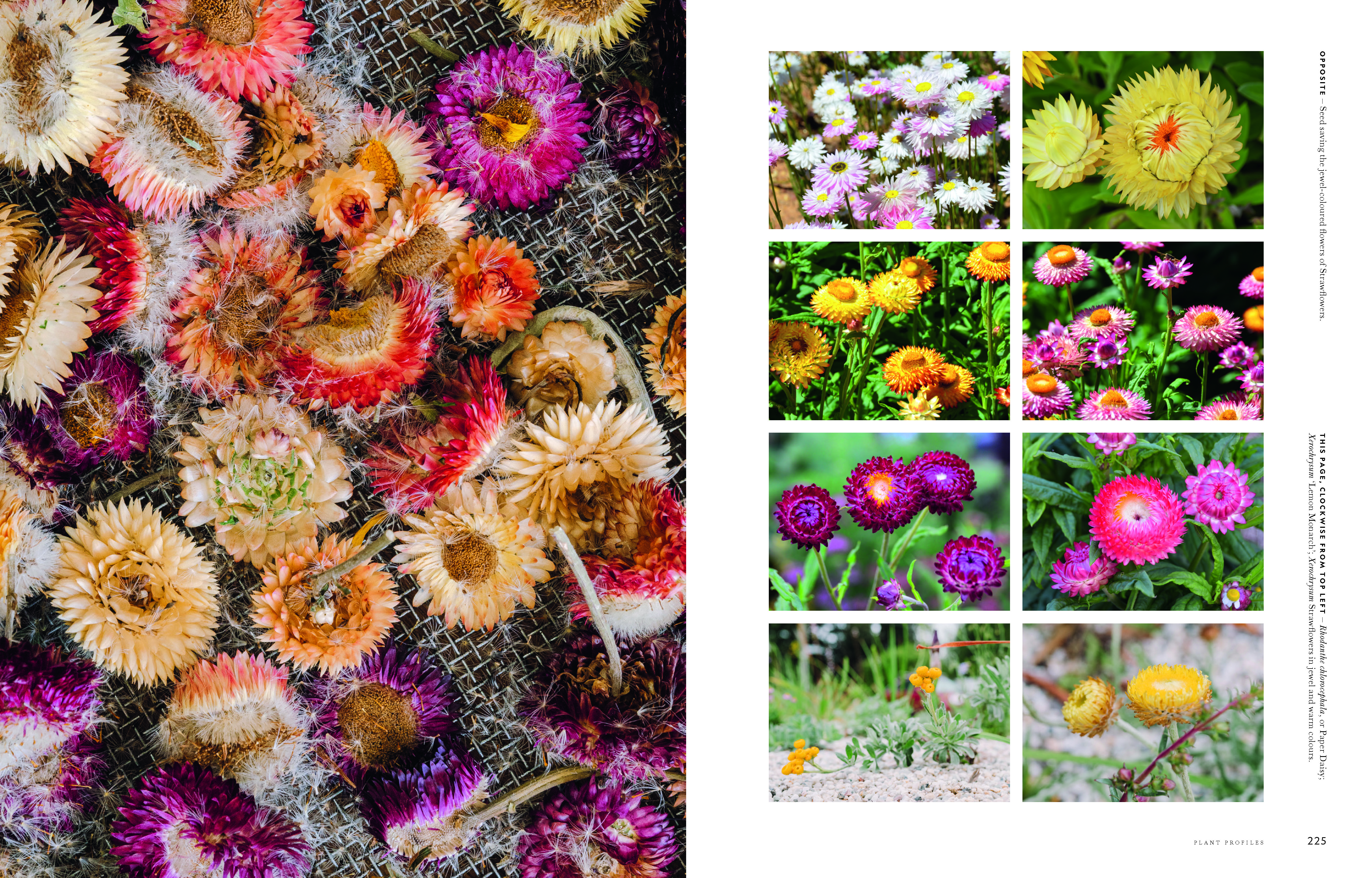 Thames & Hudson USA - Book - Super Bloom: A Field Guide to Flowers